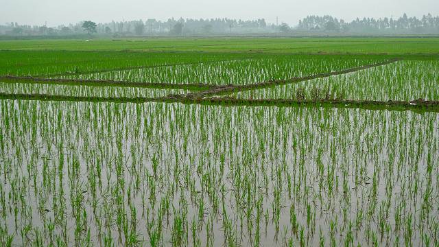 rice